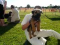 Archie the dog