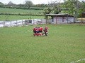 Alexander Cup Final 2010